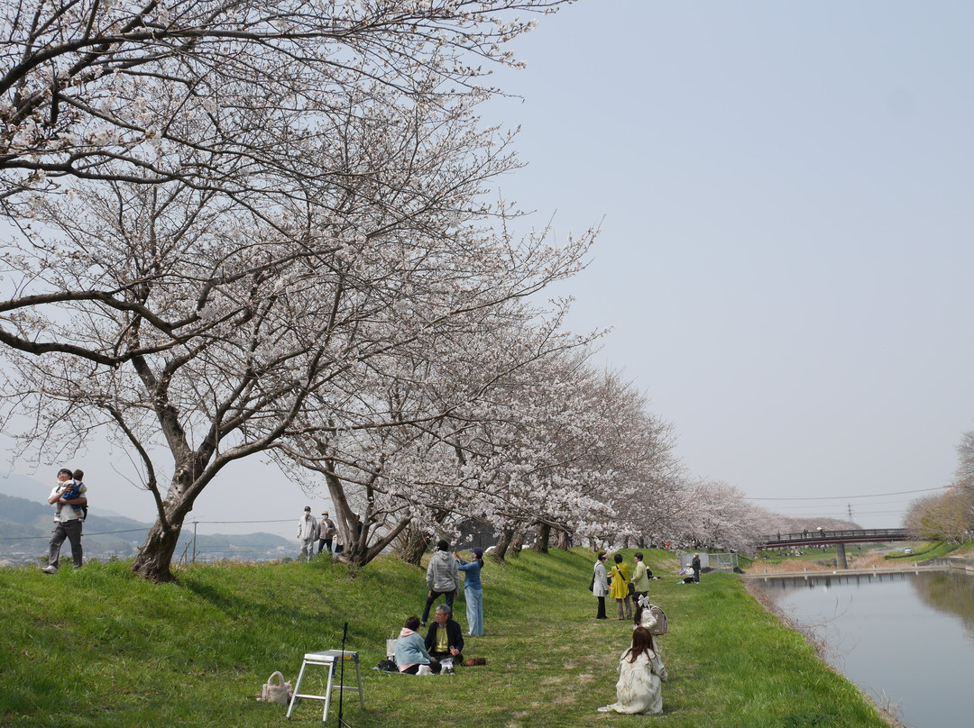 Sakura Trees along Nagare River-浮羽市必去景点