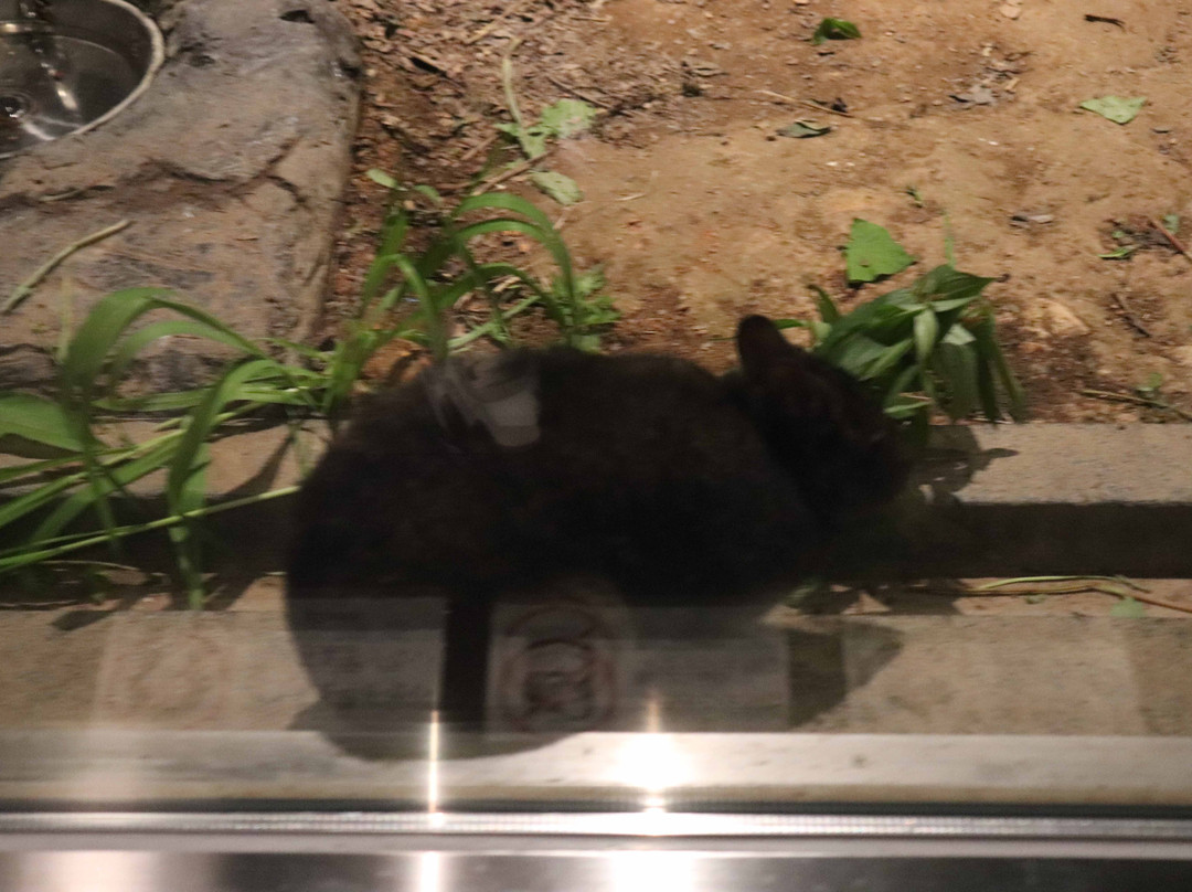 Amami Wildlife Center-大和村必去景点