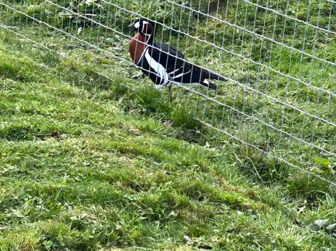 Jimmy's Farm & Wildlife Park-伊普斯威奇必去景点