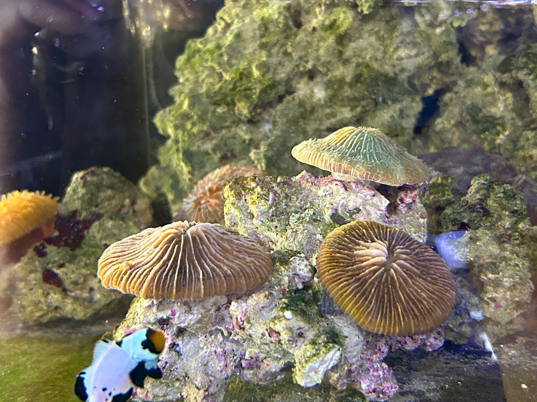 Boca Aquarium-博卡拉顿必去景点