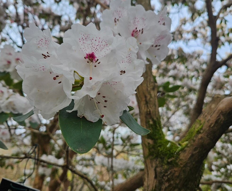 Branklyn Garden-珀斯必去景点