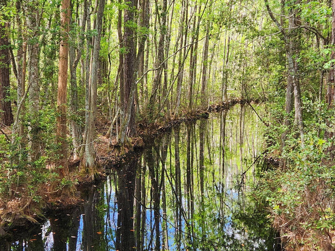 Okefenokee Swamp Park-Waycross必去景点