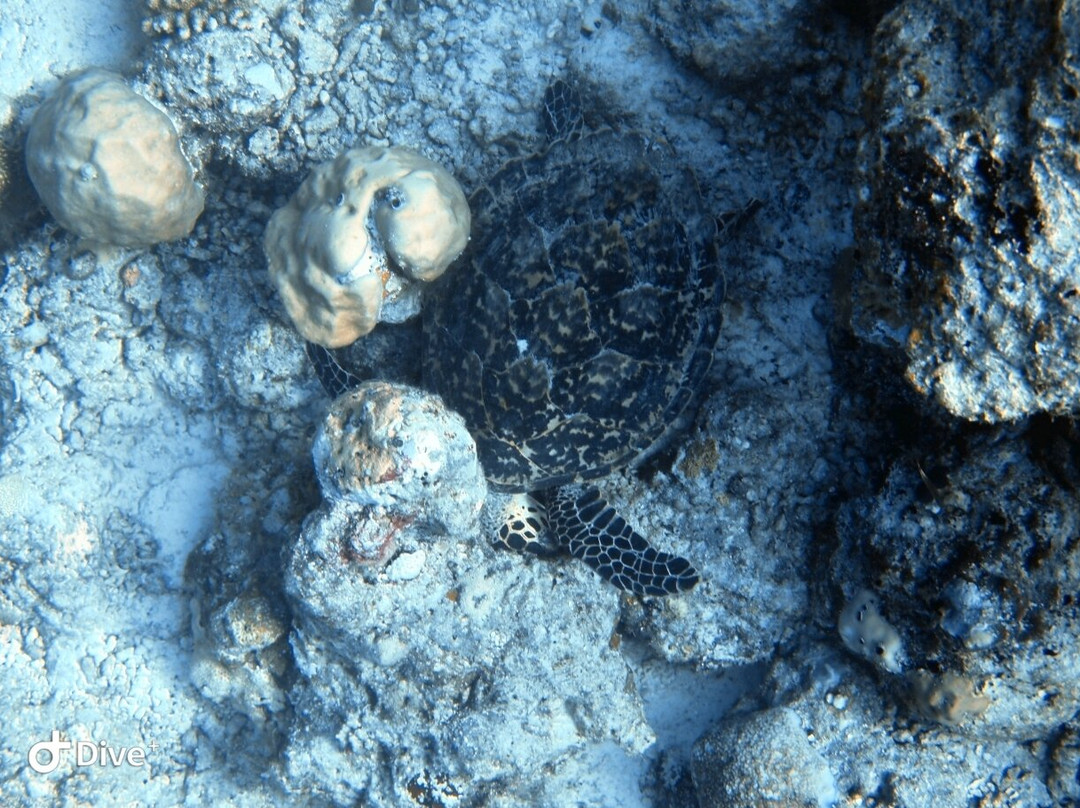 Euro-Divers Meeru-蜜月岛必去景点