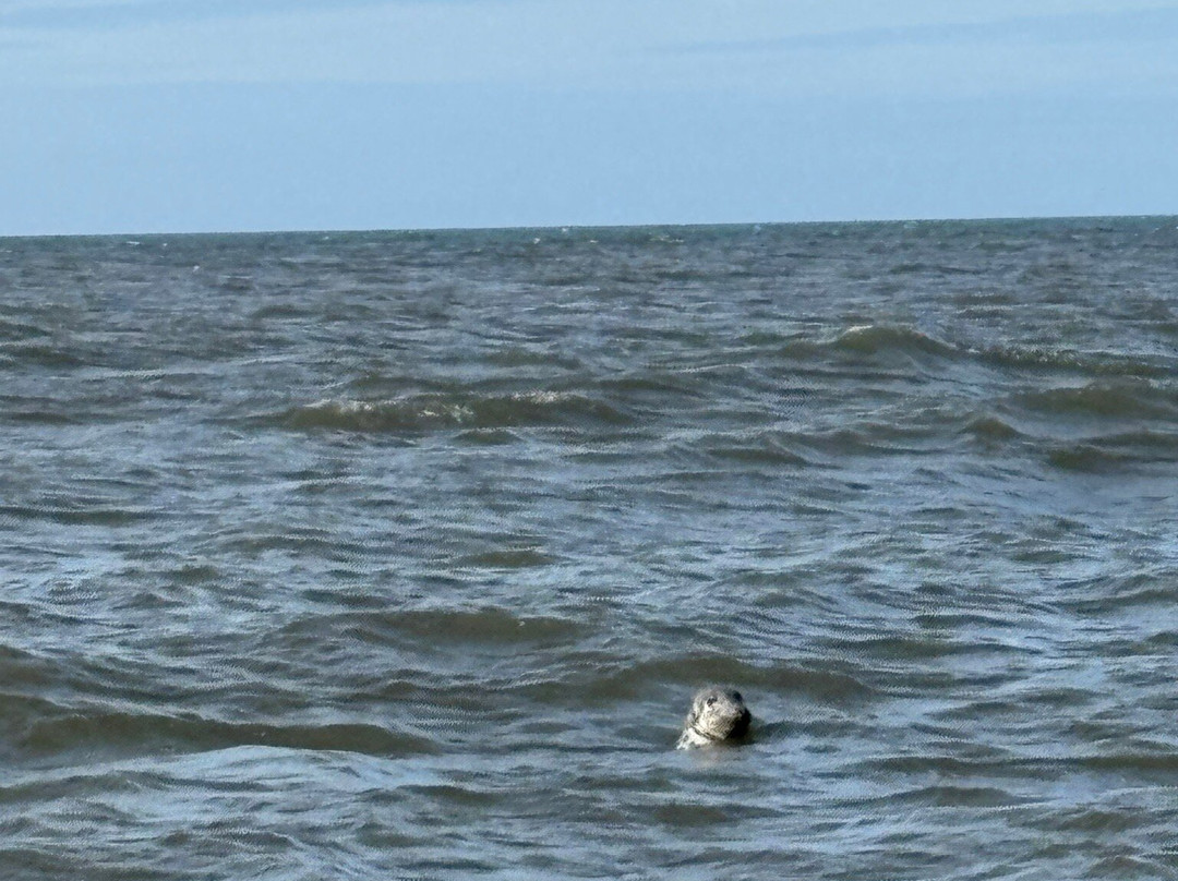 Puffin Cruises-Amble必去景点