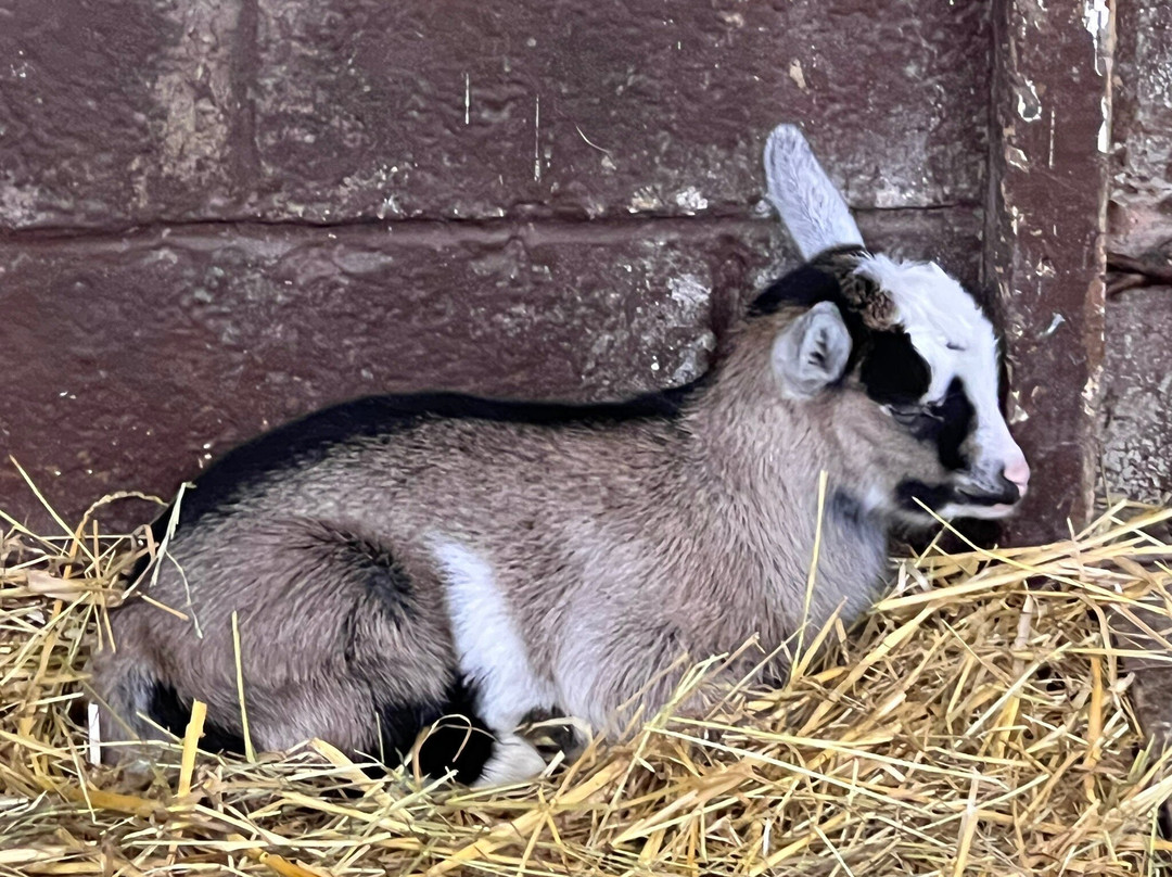 Woodside Animal Farm and Leisure Park-卢顿必去景点