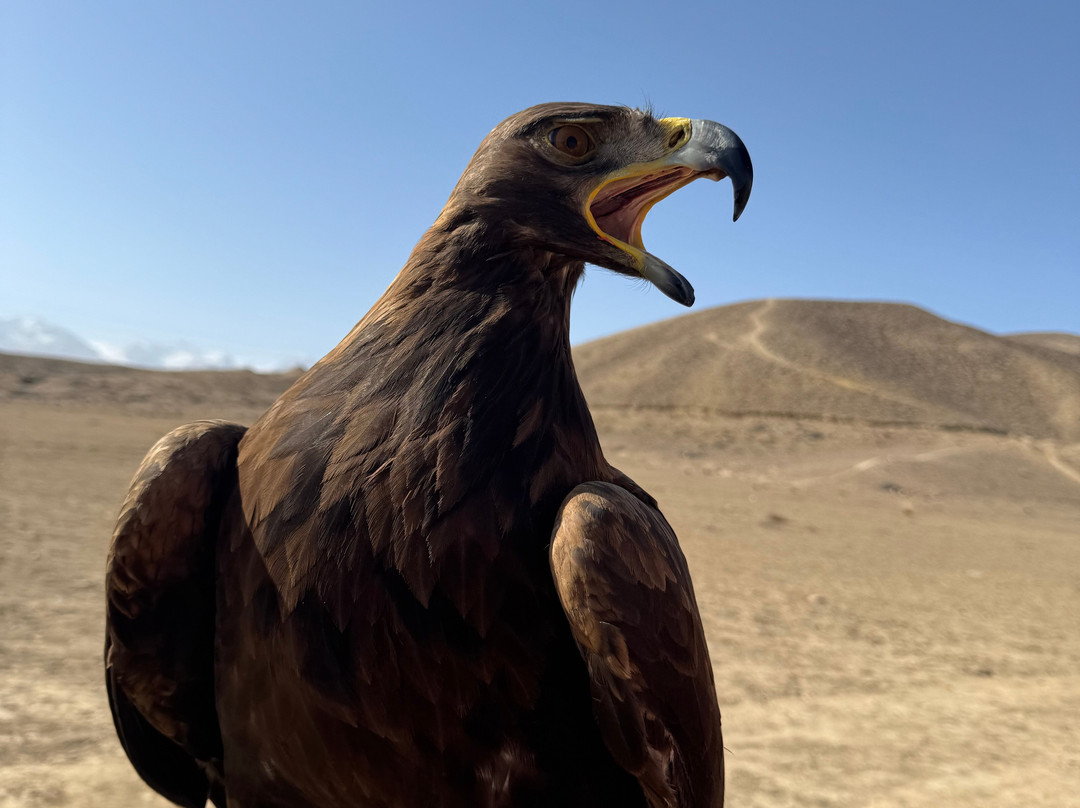 Pegas Adventure-Kochkor必去景点