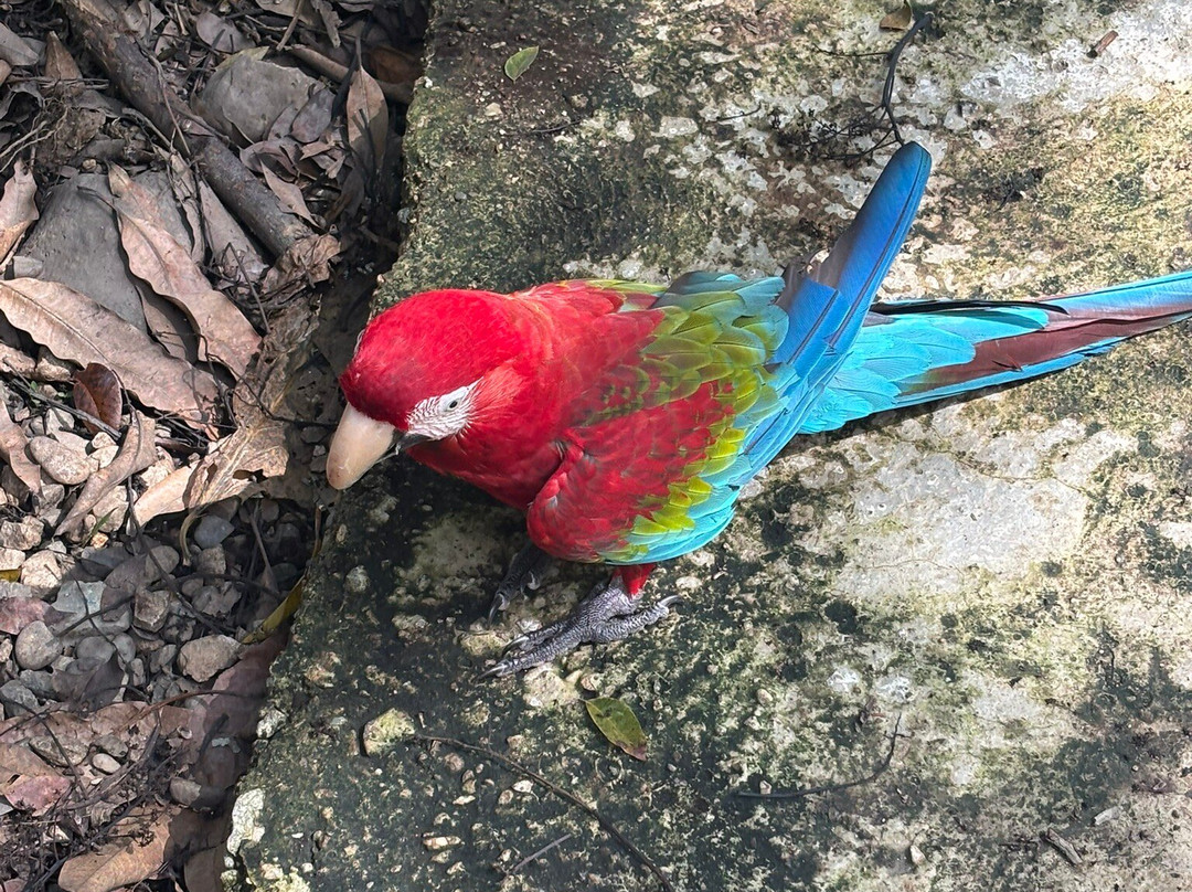 Monkey Home Puerto Plata-普拉塔港必去景点