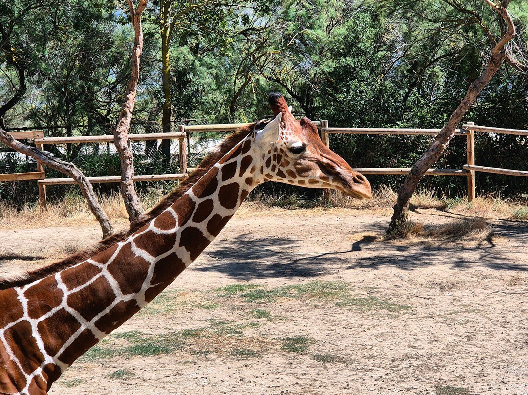 Réserve Africaine de Sigean-Sigean必去景点