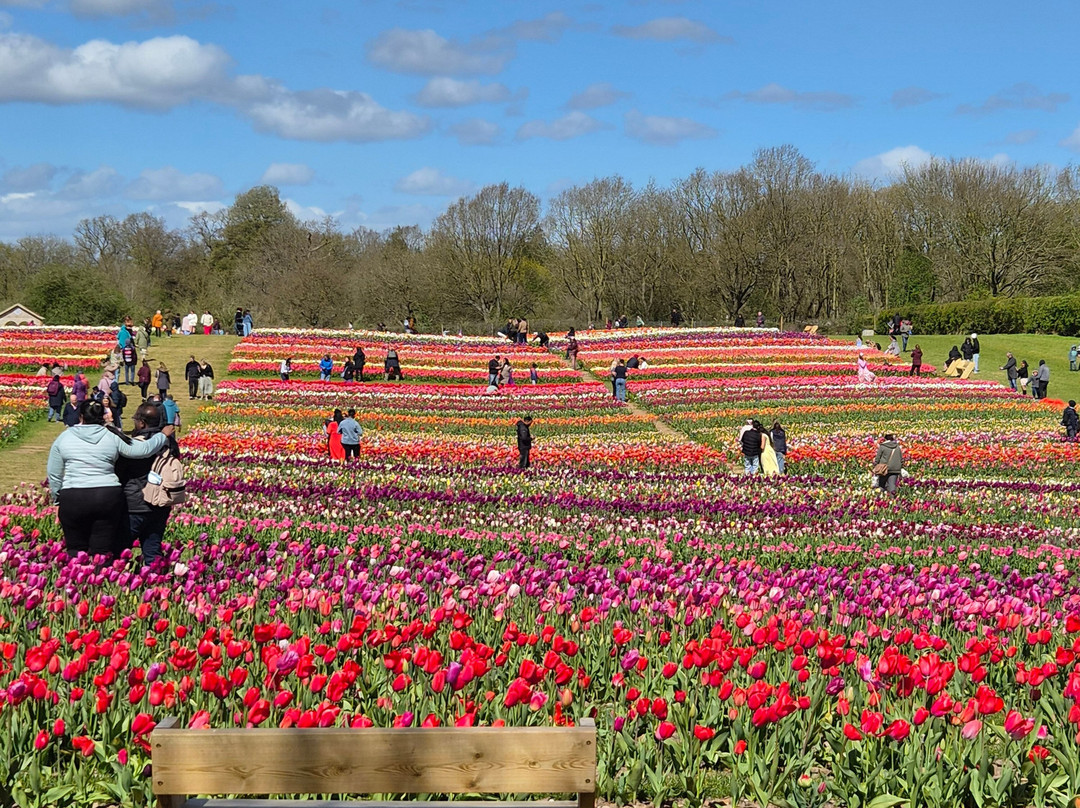 Tulleys Tulip Garden - Warwickshire-沃里克必去景点
