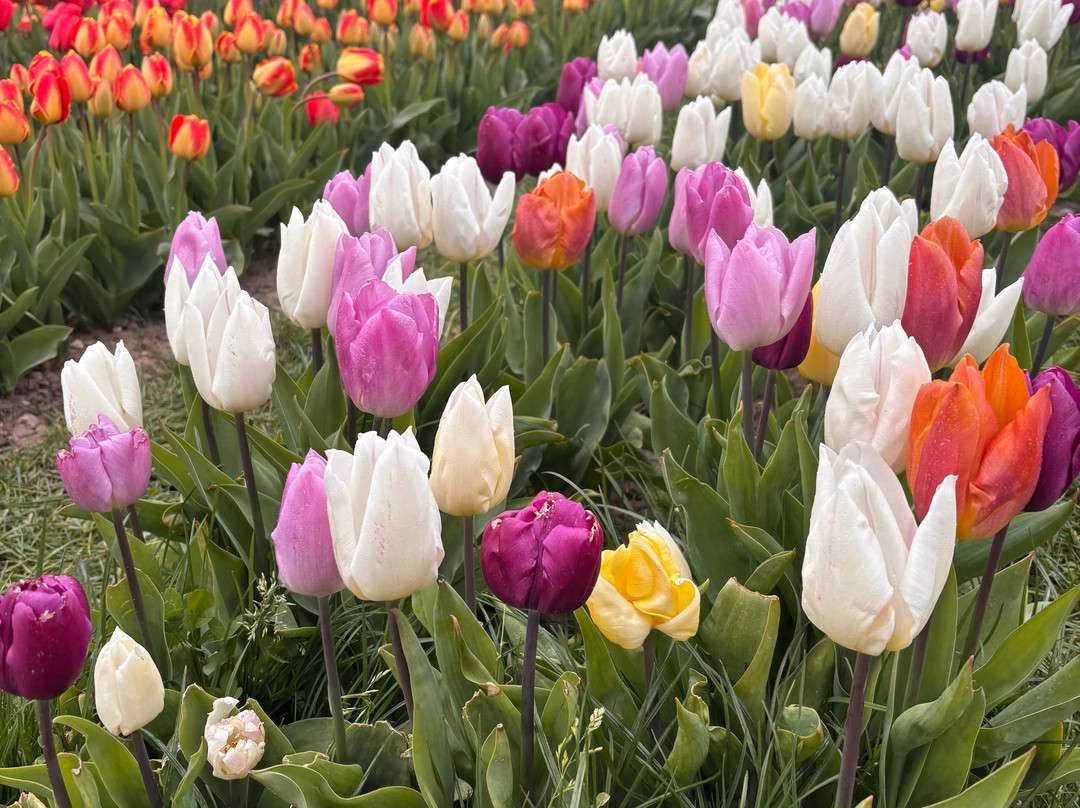 Tulleys Tulip Garden - Warwickshire-沃里克必去景点