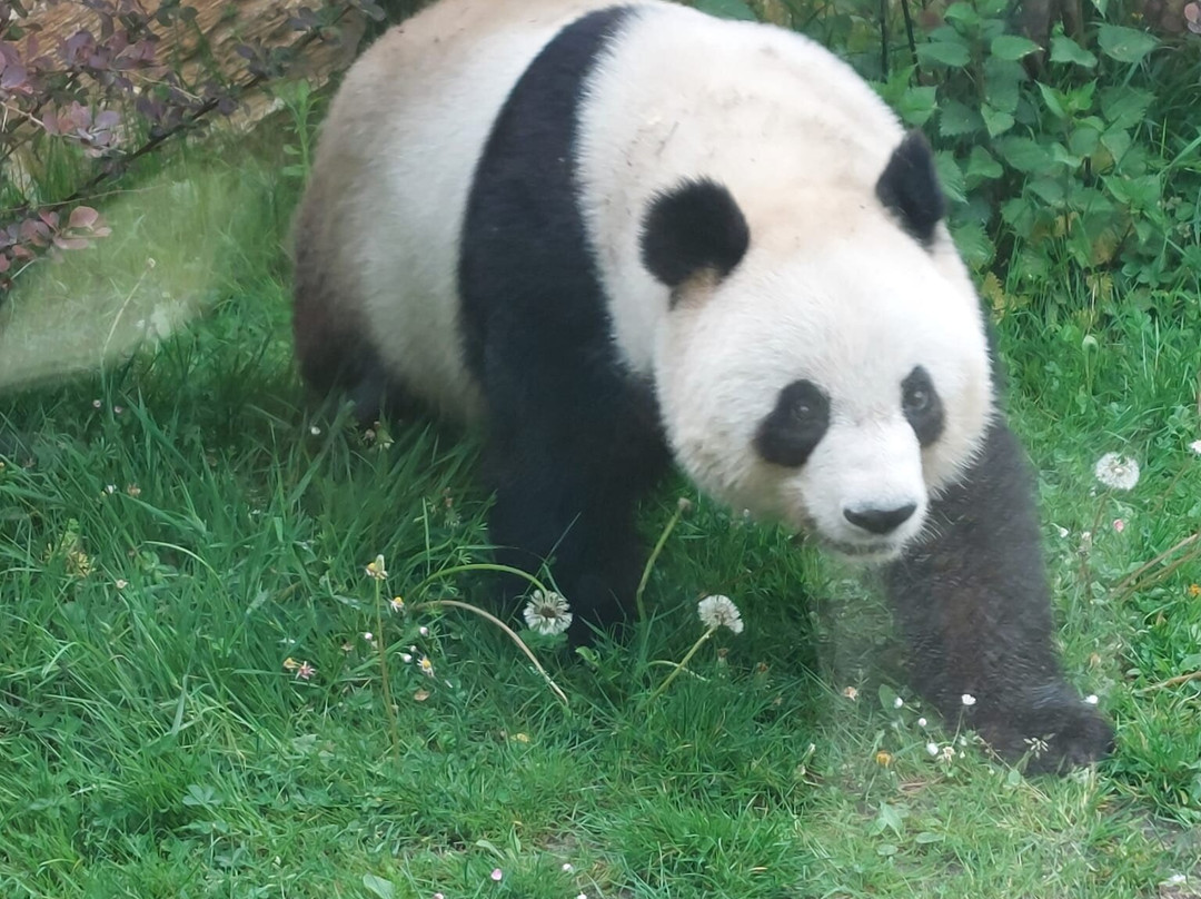 ZooParc de Beauval-圣艾尼昂必去景点