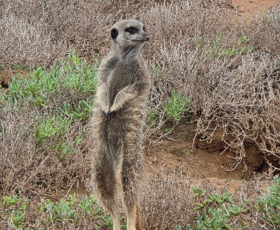 Five Shy Meerkats, Meerkat Adventure-奥兹洪必去景点