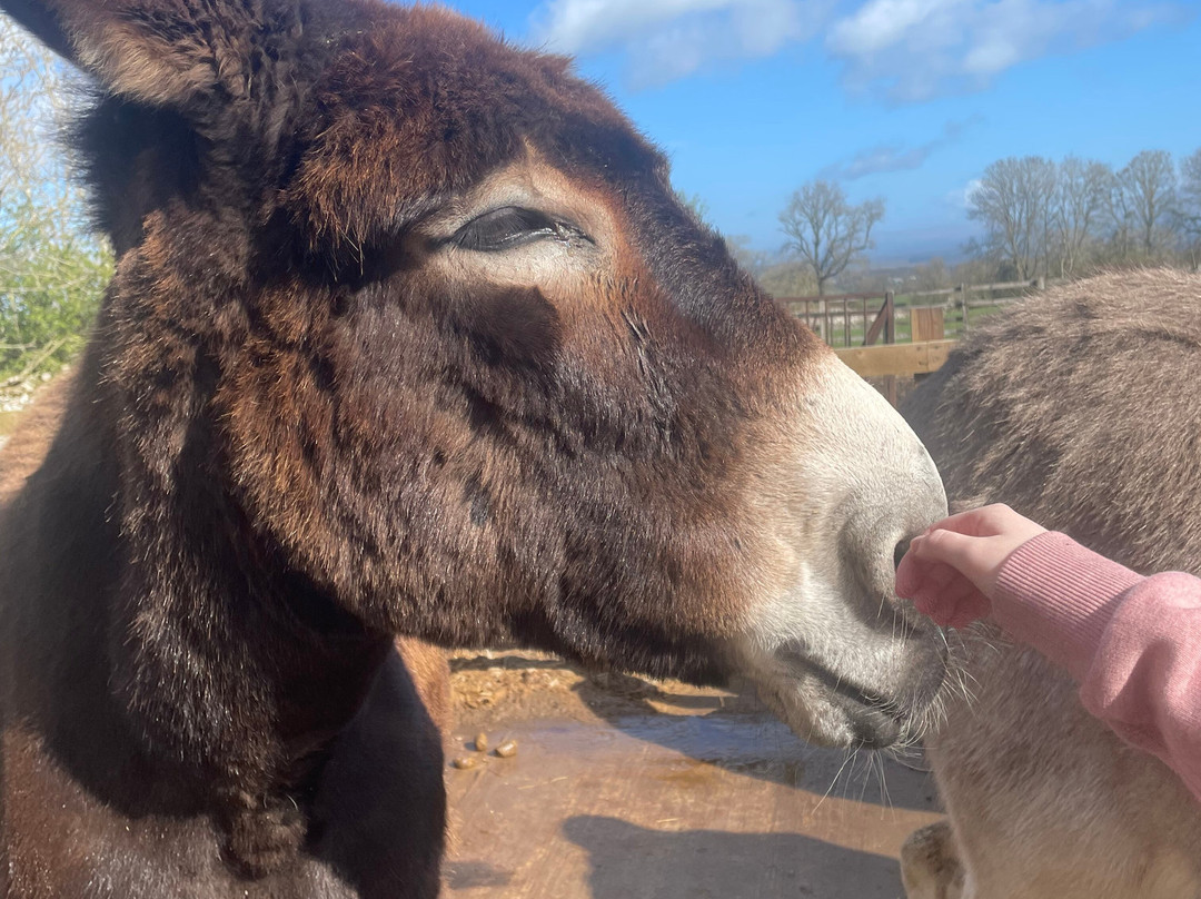 Barnhill Donkeys Retreat Sleagill-Sleagill必去景点