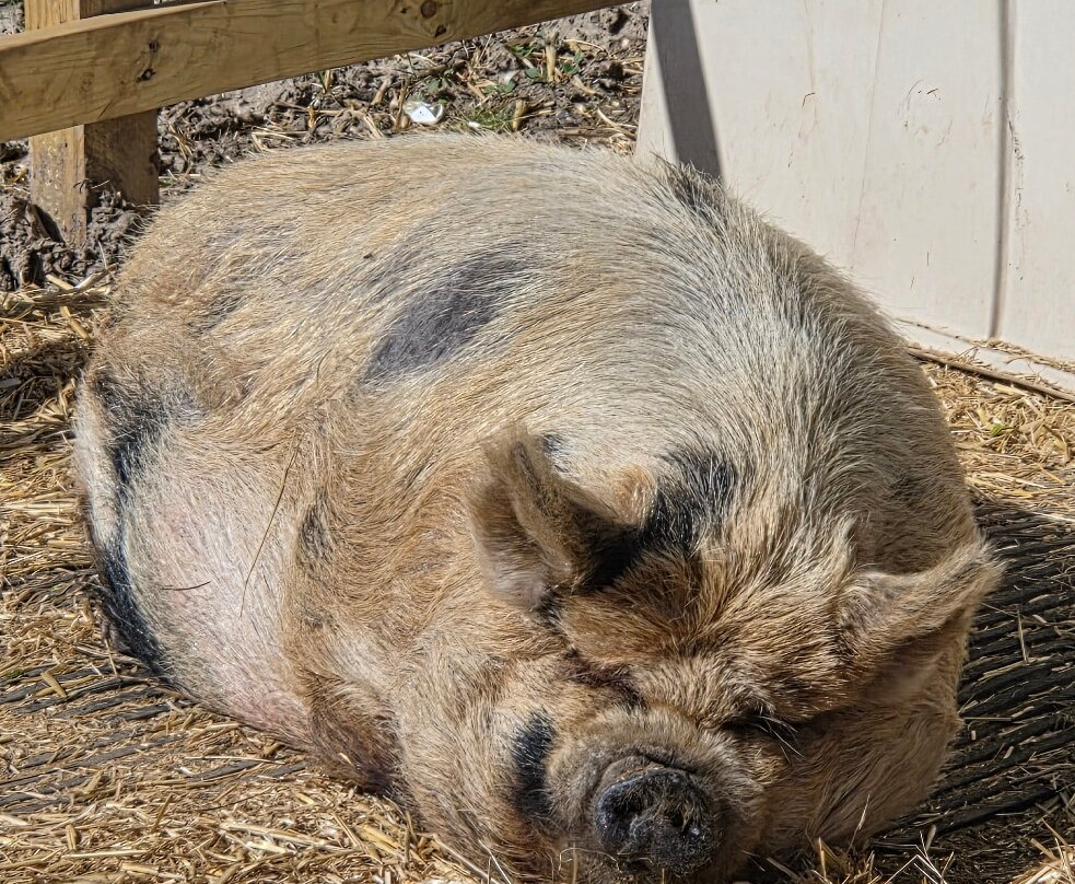 Quex Adventure Farm Park-Birchington必去景点