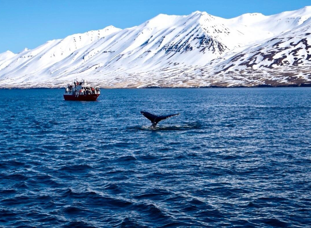 Whale Watching Hauganes-Hauganes必去景点