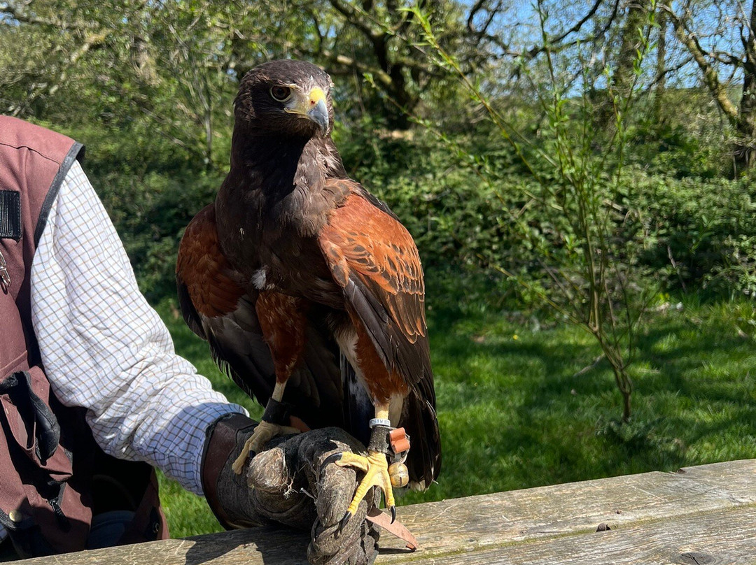 North Devon Hawk Walks-South Molton必去景点