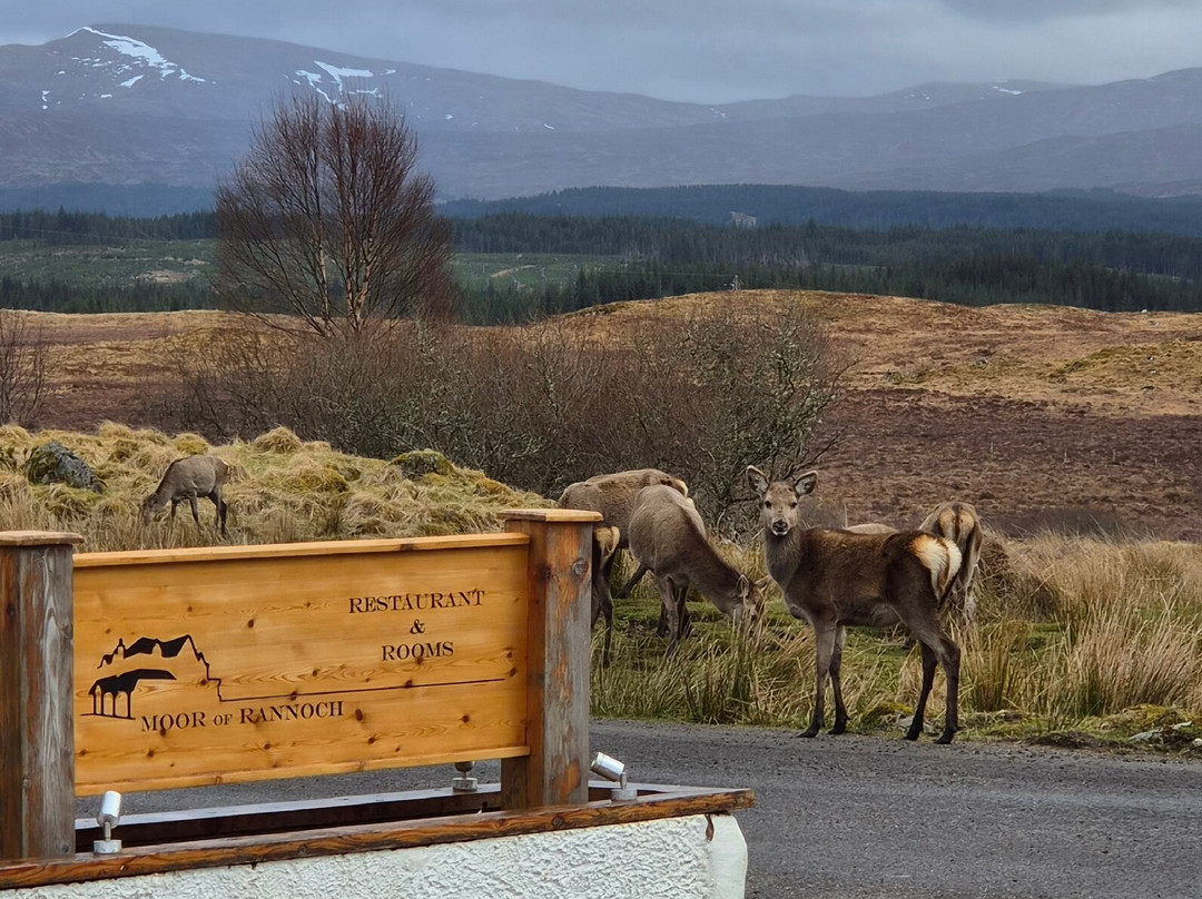 Moor of Rannoch Restaurant & Rooms主图