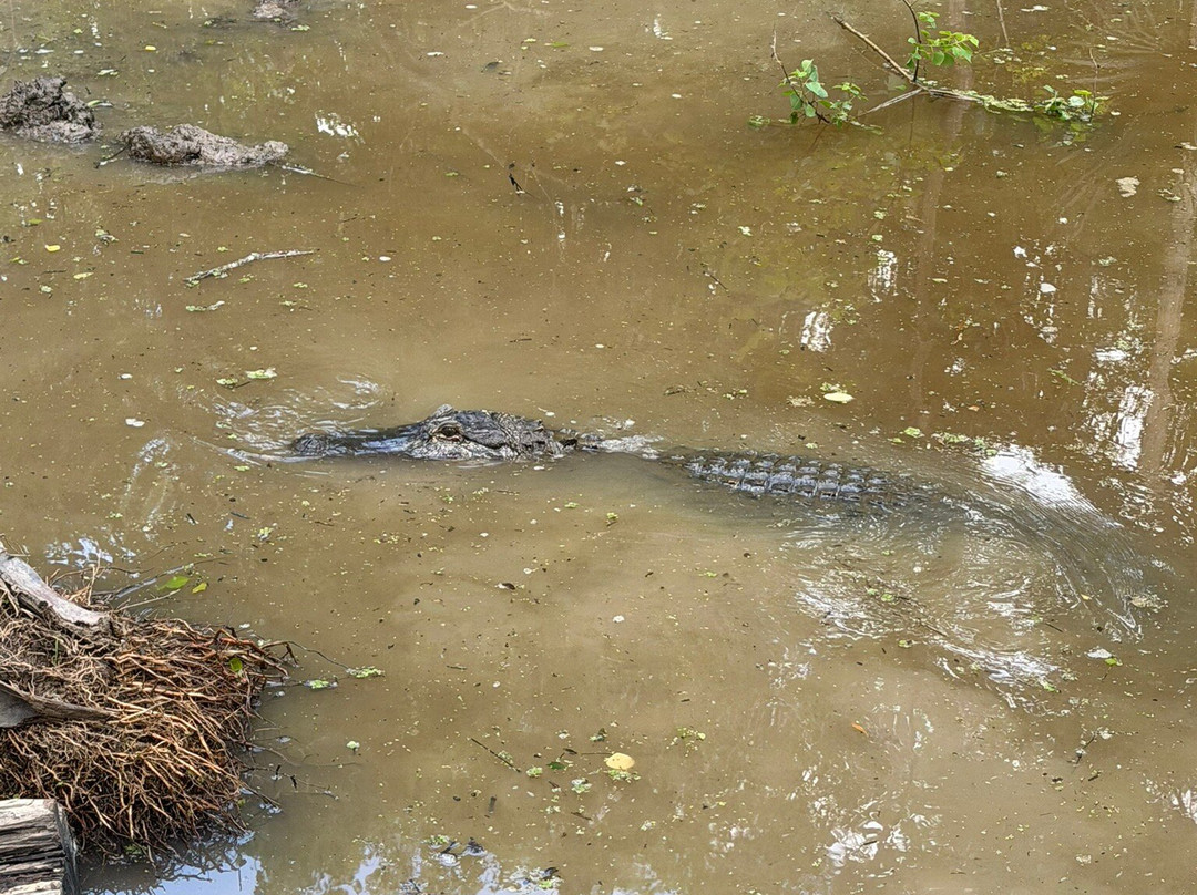 Cajun Pride Swamp Tours-LaPlace必去景点