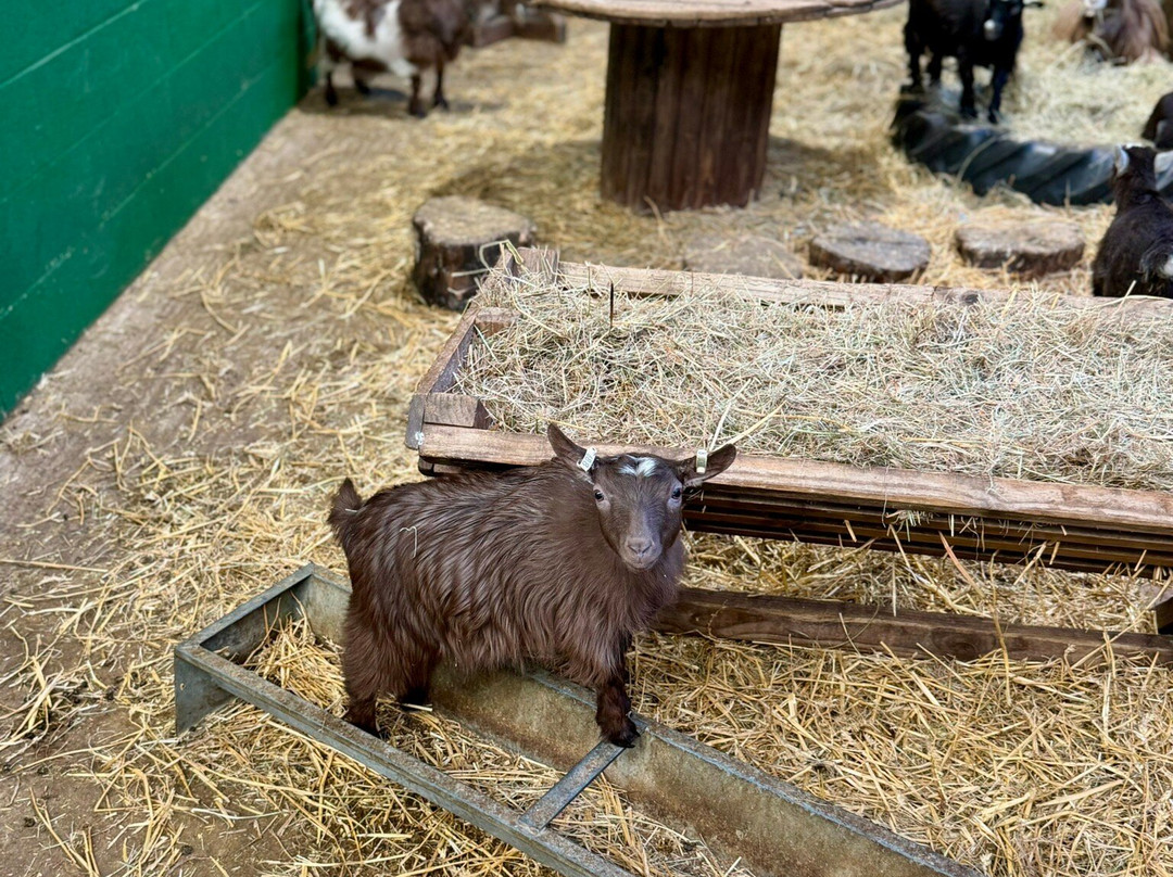 Chobham Adventure Farm-Chobham必去景点