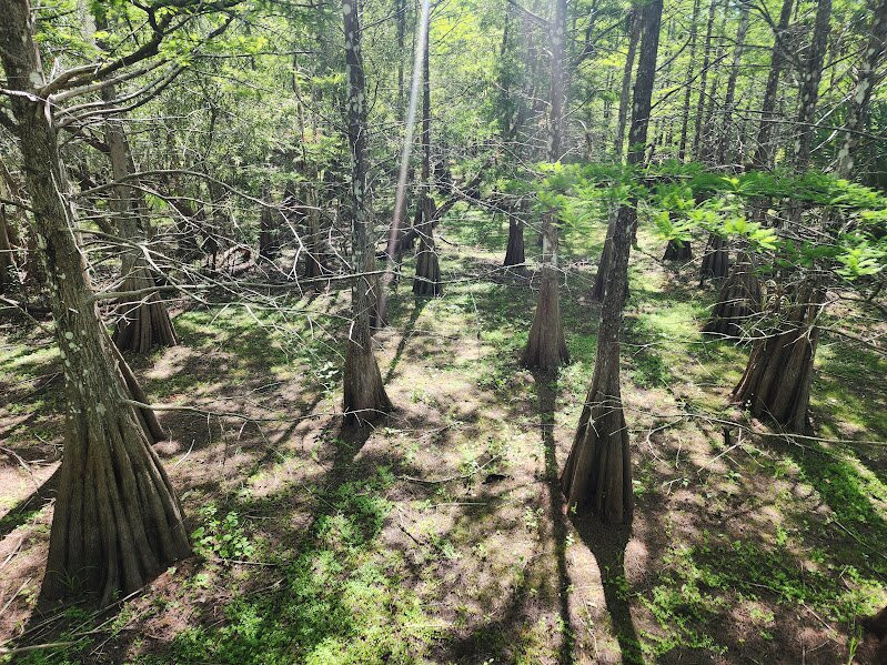 Six Mile Cypress Slough Preserve-迈尔斯堡必去景点