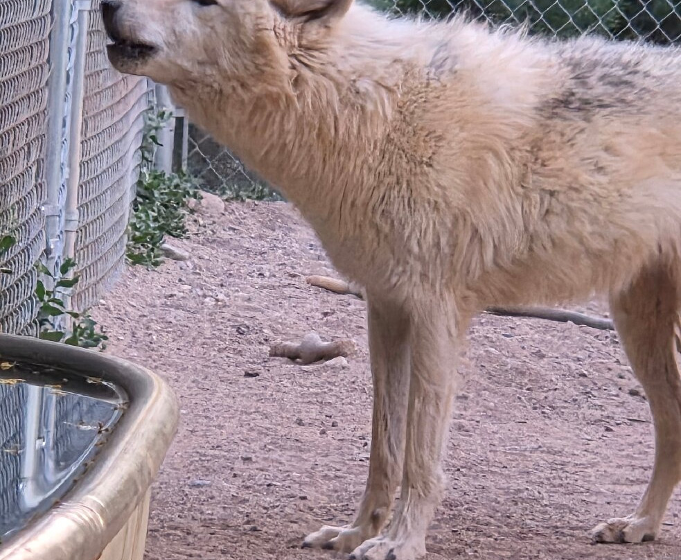 Sedona Wolf Sanctuary-Rimrock必去景点