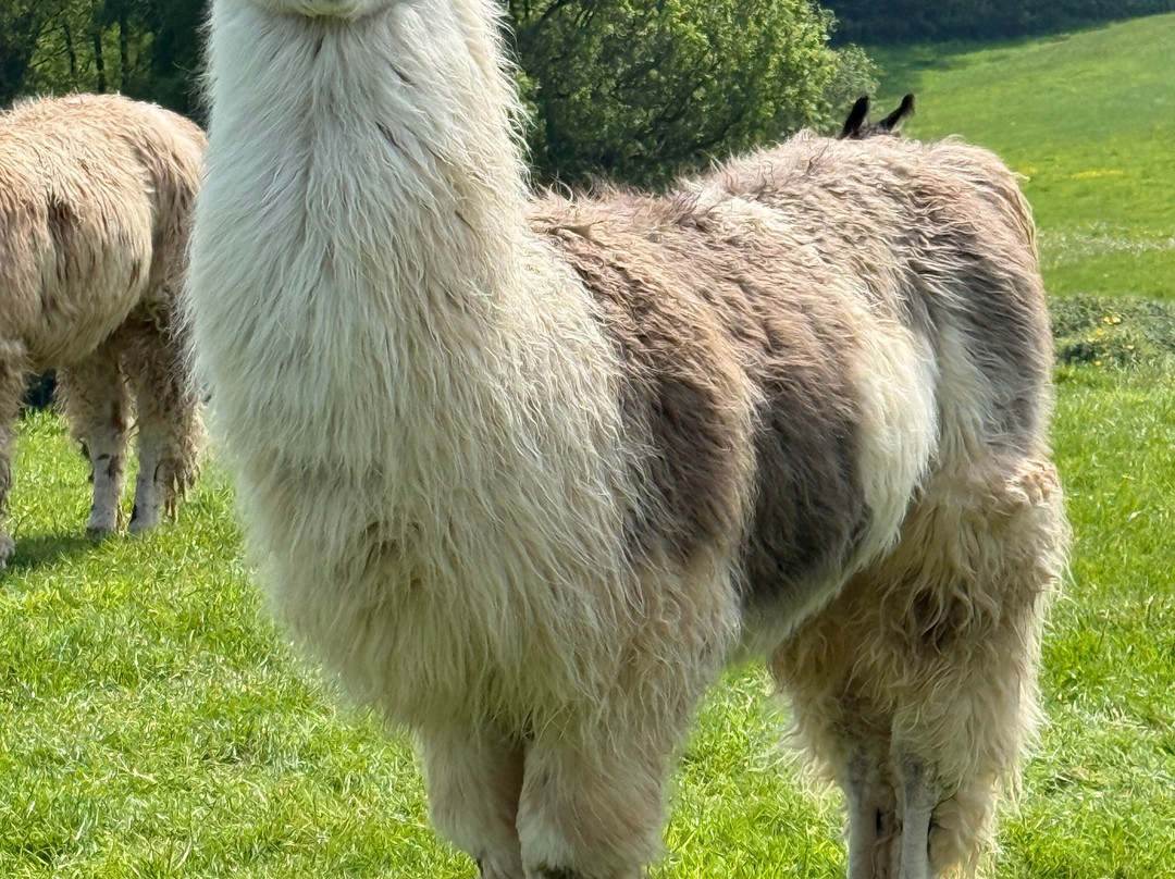 Briery Hill Llamas-Kilcot必去景点