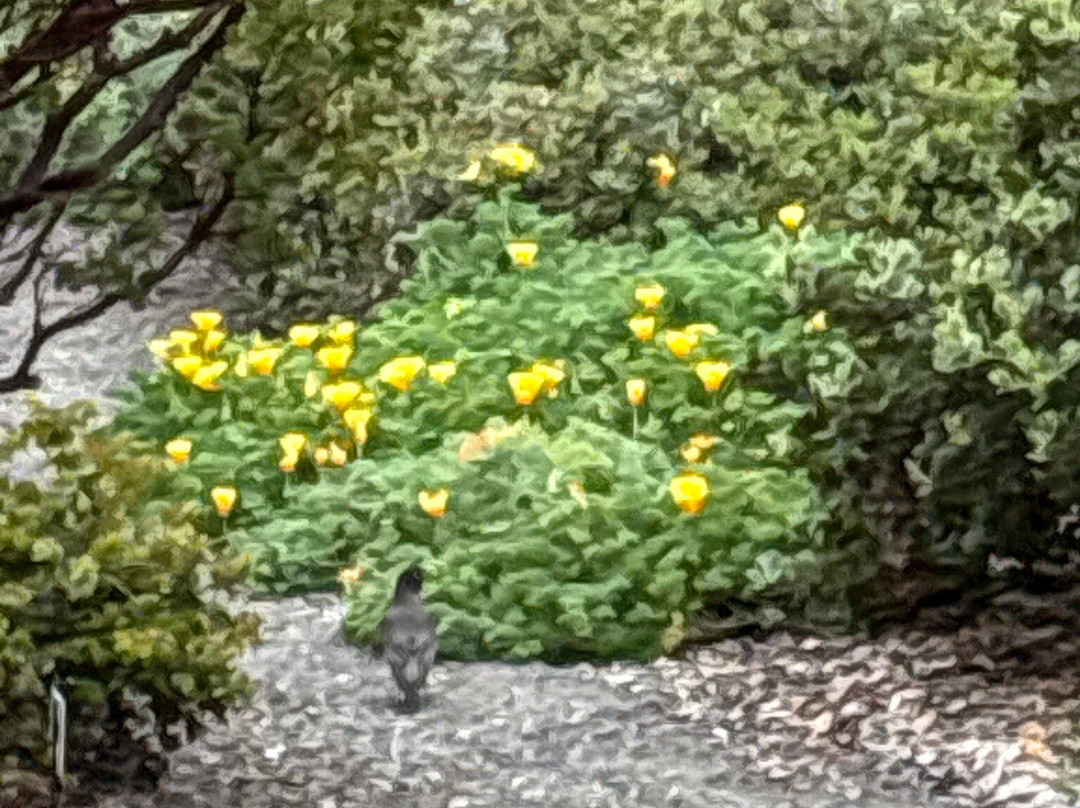 Humboldt Botanical Garden-尤里卡必去景点