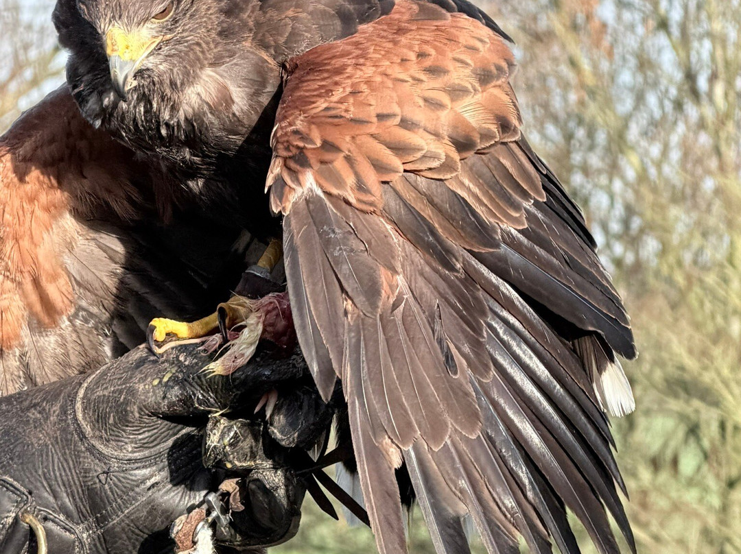 Raptor Foundation-Woodhurst必去景点