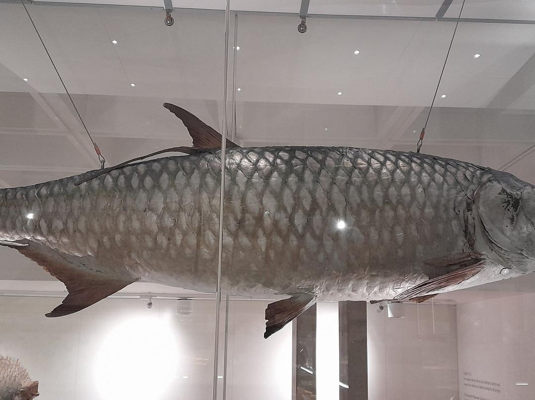University Museum of Zoology-剑桥必去景点