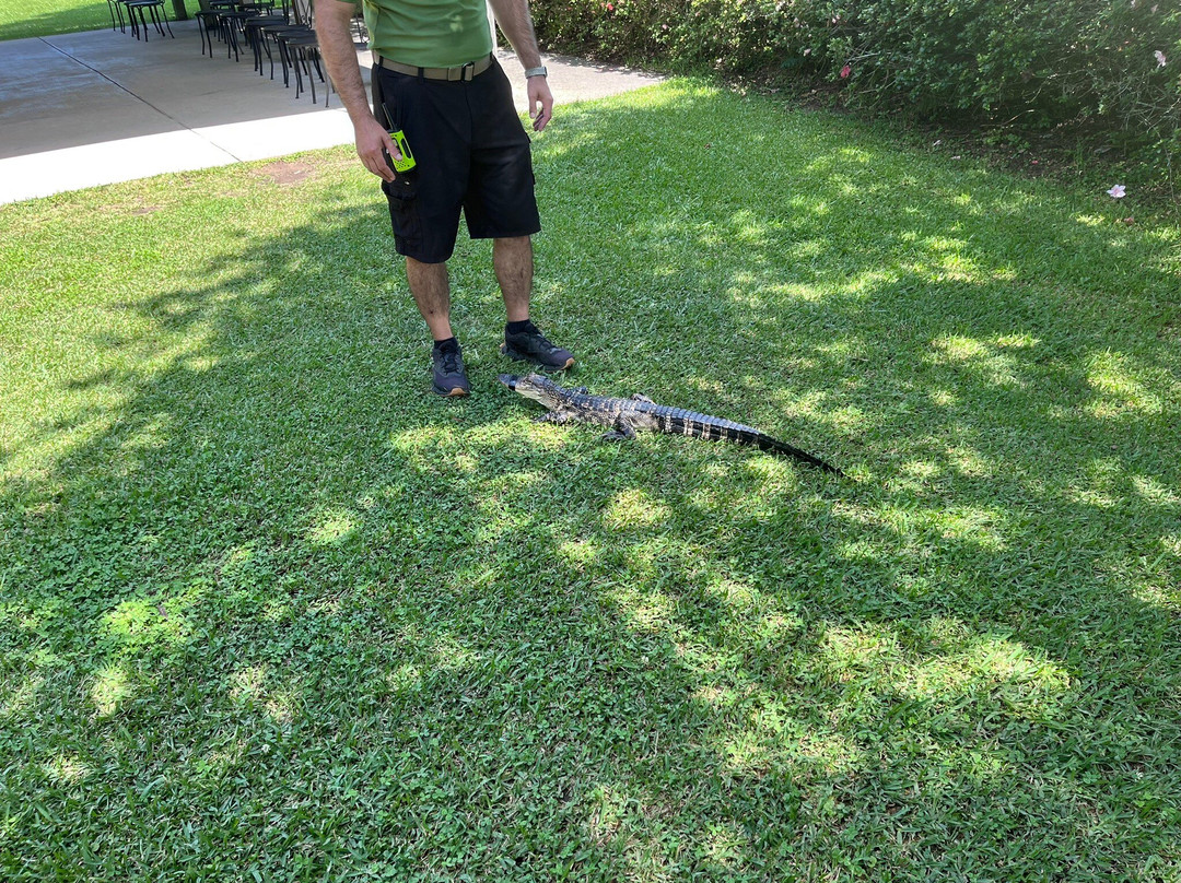Insta-Gator Ranch & Hatchery-卡温顿必去景点