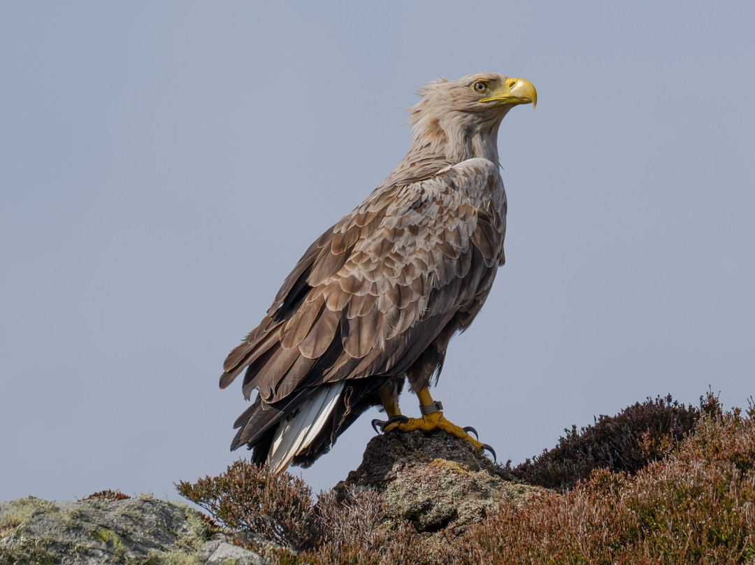 Lady Anne Wildlife Cruises-Grimsay必去景点