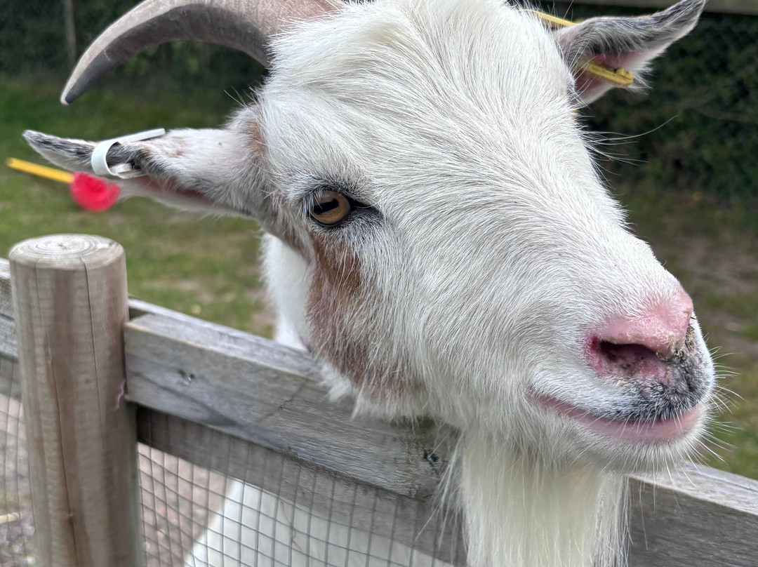 Little Goats At Brockenhurst-Brockenhurst必去景点