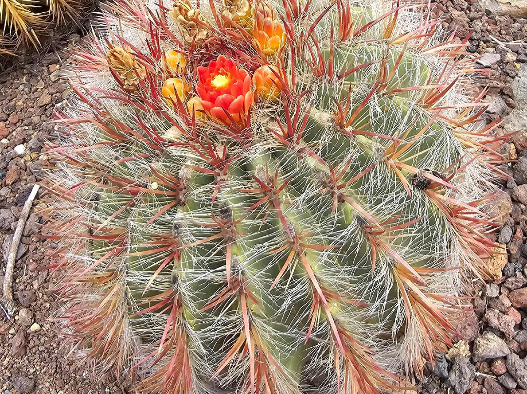 帕尔米图斯动植物园-马斯帕洛马斯必去景点