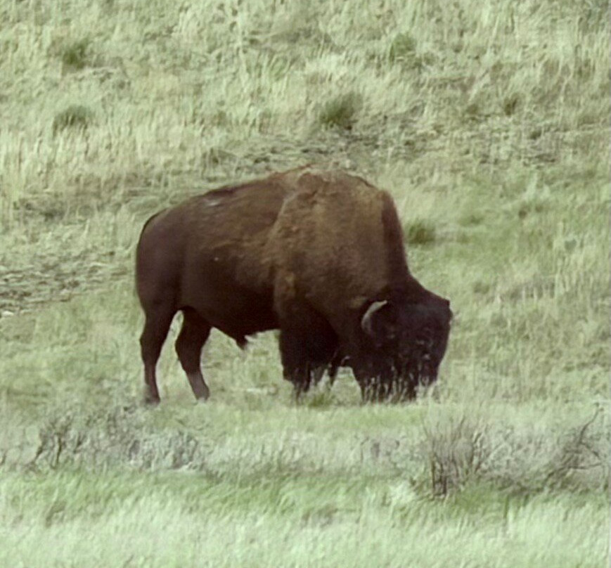 Grasslands National Park-萨斯喀彻温省必去景点