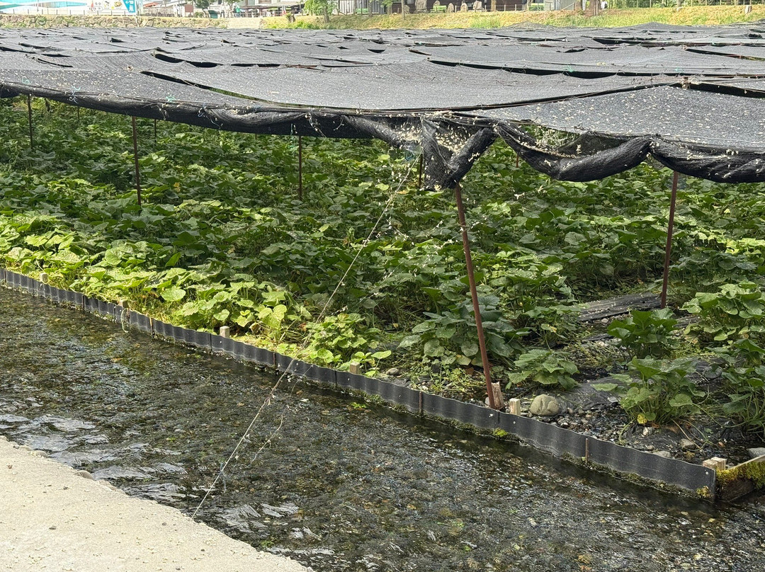 Daio Wasabi Farm-安昙野市必去景点