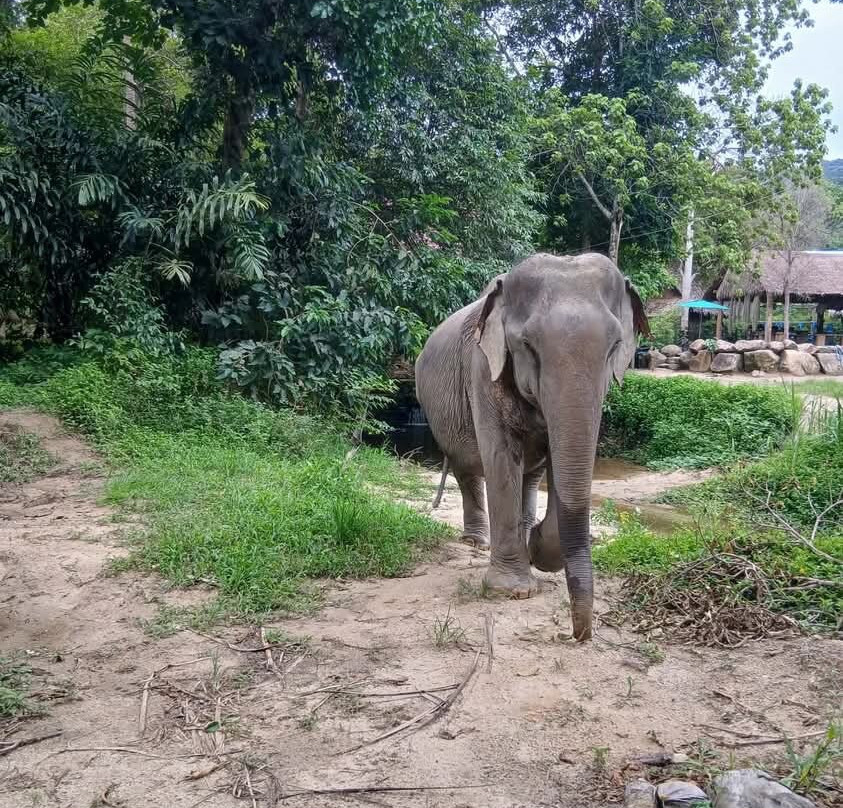 Phangan Elephant Sanctuary-帕岸岛必去景点