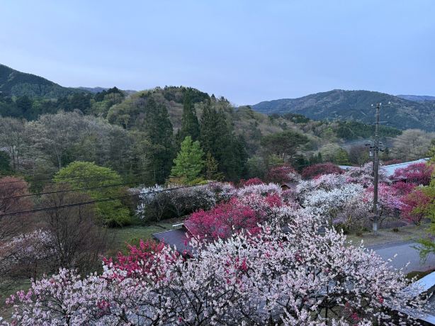 富贵之森酒店-旅行者