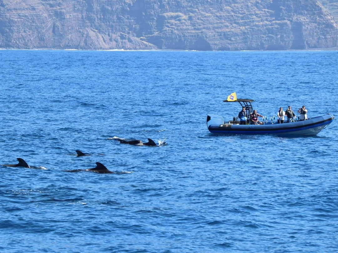 Excursión costera con búsqueda de cetáceos isla de La Palma