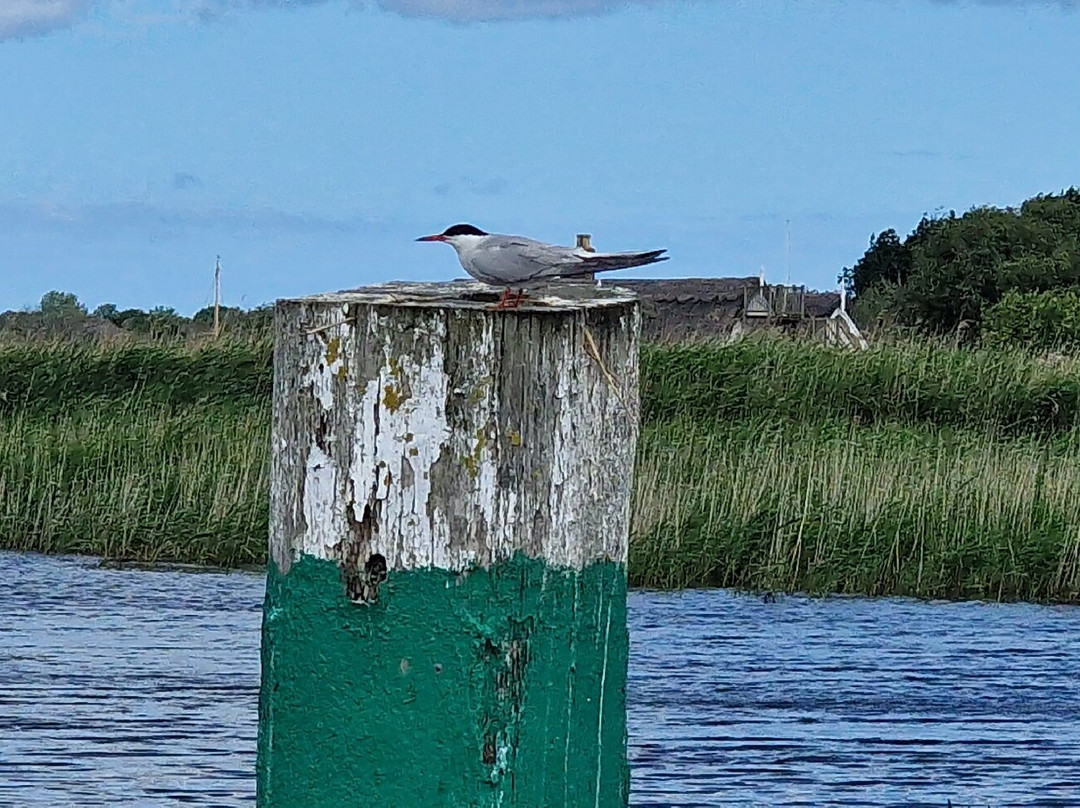 Ross' Wildlife Boat Trips-Mustard Hyrn必去景点