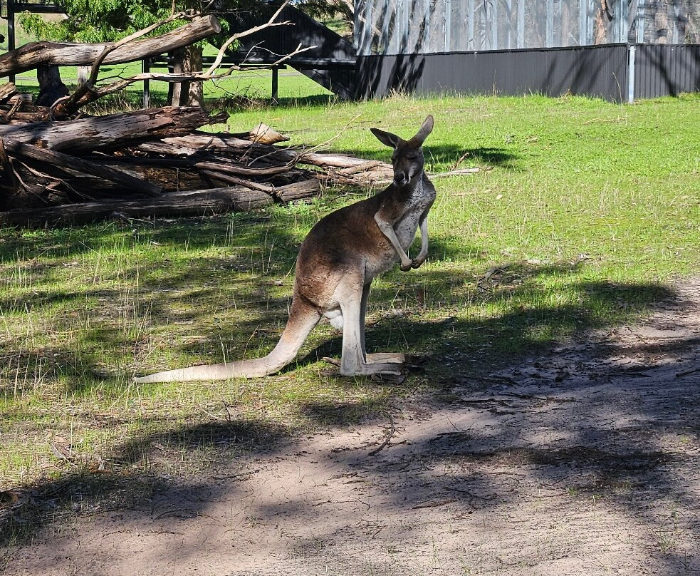 Softfoot Farm & Wildlife Park-Hindmarsh Valley必去景点