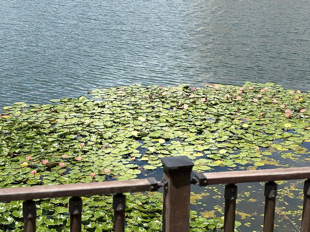 Gwanggyo Lake Park-水原市必去景点