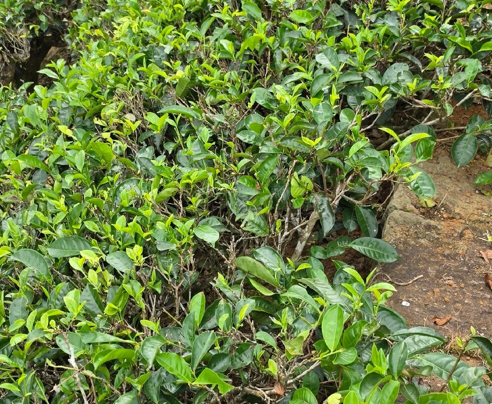 Glenloch Tea Factory-Katukitula必去景点