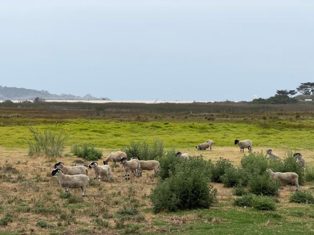 Mission Ranch-旅行者