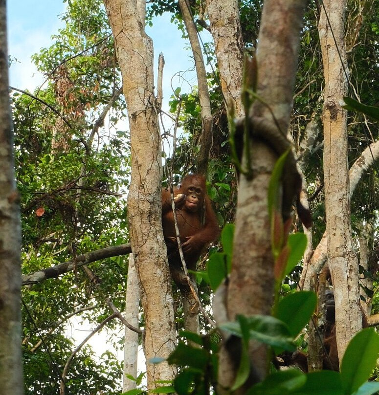 Dolphindo Tour Orangutan Tanjung Puting-Kumai必去景点