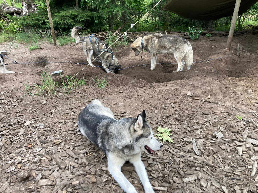 Dutch Husky Experience-'t Harde必去景点