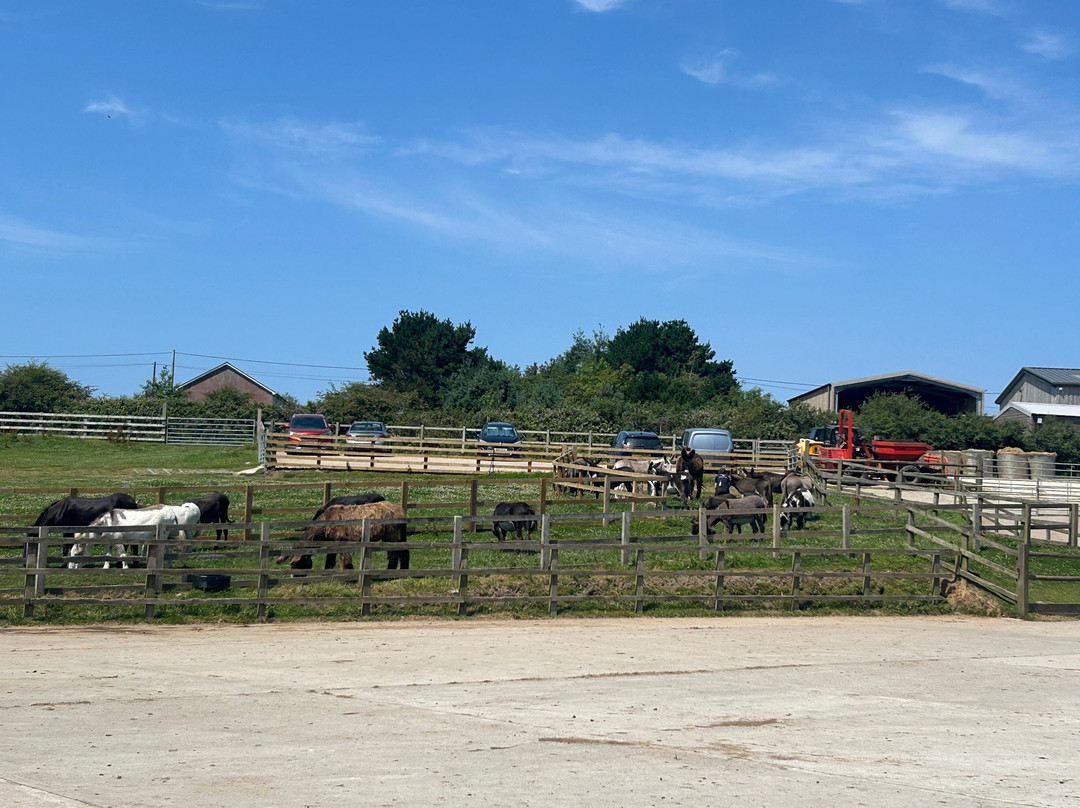 The Flicka Foundation - Donkey Sanctuary-Penryn必去景点