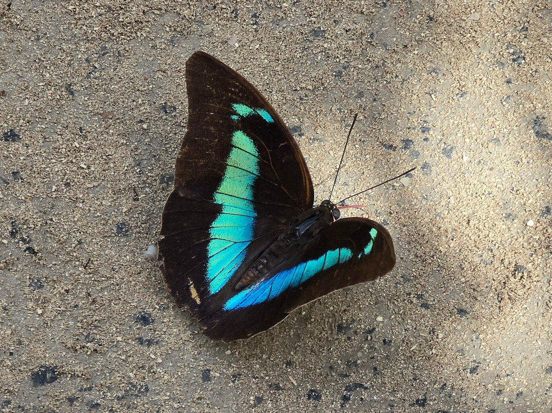 The Butterfly Farm-奥腊涅斯塔德必去景点