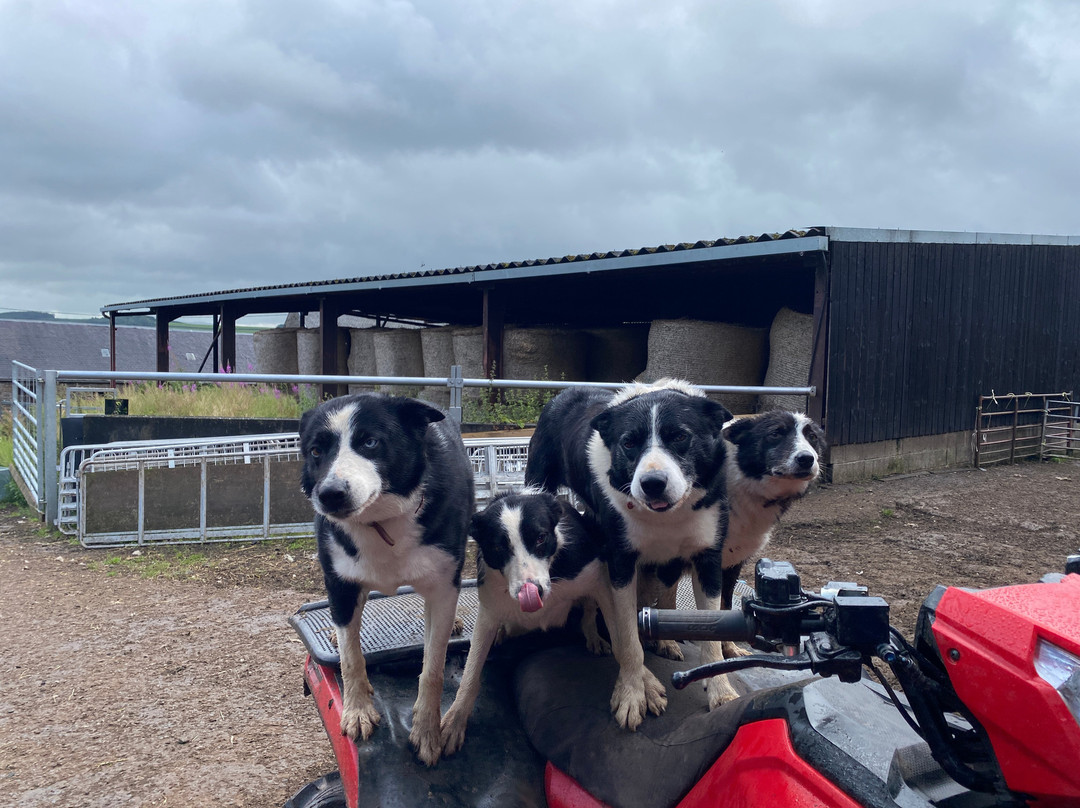 Bairnkine Farm Tours-Jedburgh必去景点