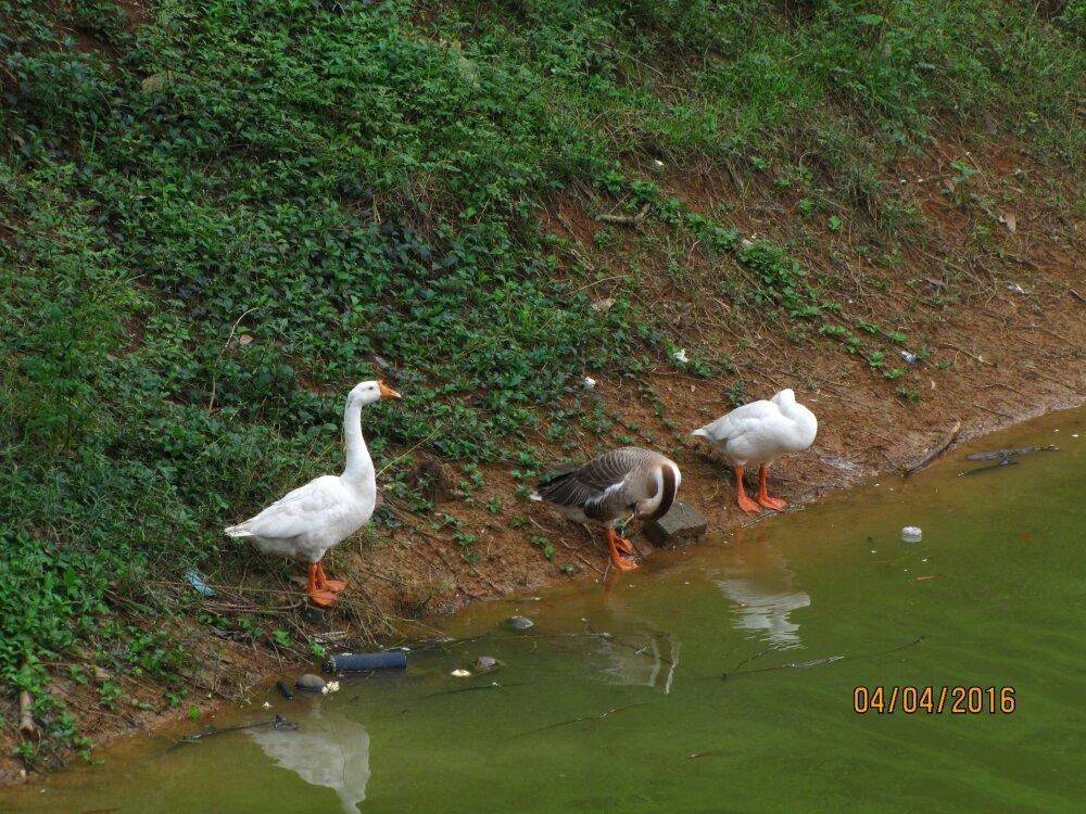 Gulshan Lake Park-达卡市必去景点