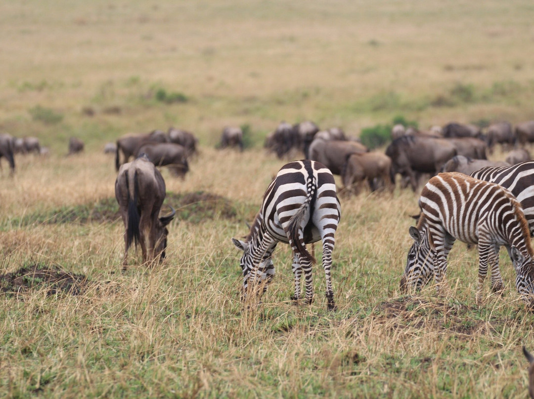 Tazama Africa Holidays-内罗毕必去景点